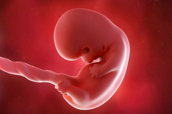 در هفته هشتم بارداری تغییرات مادر و جنین چگونه است ؟