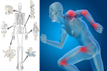انواع مفصل متحرک (غیر ثابت) و کاربرد هر کدام در بدن
