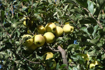 تلاش محیط زیست البرز برای حفظ باغ سیب کرج