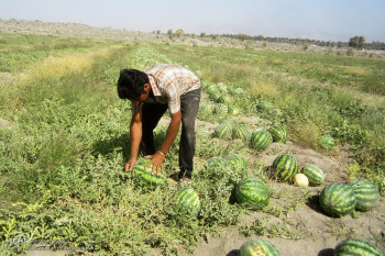 تصاویر برداشت هندوانه بهاره از مزارع شهرستان هشت بندی
