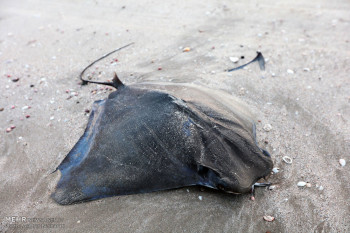 تصاویر مرگ دست‌جمعی سفره ماهی‌ها در ساحل قشم