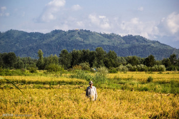 تصاویر برداشت برنج از شالیزارهای گیلان