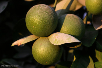 تصاویر باغات به ثمر نشسته لیمو شیرین در هشت بندی هرمزگان