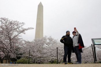 تصاویر شکوفه های گیلاس در واشنگتن‎