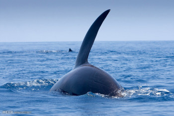 تصاویر جدال نهنگ های عنبر با گاوماهی ها‎
