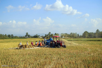 تصاویر برداشت برنج از شالیزارهای گیلان‎