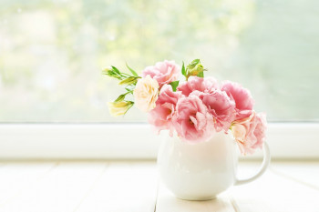 بهترین گیاهان برای مطب پزشک کداماند؟