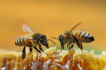 قطعی‌ترین راه تشخیص عسل طبیعی