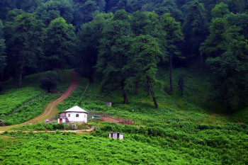 سفری رویایی به جنگل تیلاکنار واقع در مازندران