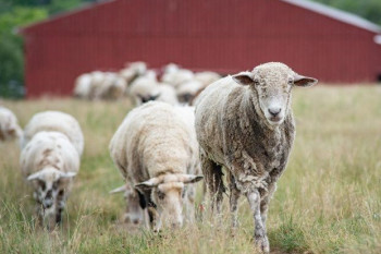 چگونه از منزل گوسفند زنده مناسب قربانی را خریداری کنیم ؟