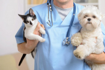 آیا تومورهای پستانی در سگ ها و گربه ها خطرناک است ؟