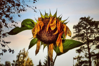 نشانه‌های آفتاب سوختگی گیاهان + درمان پژمردگی برگ گل