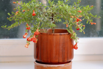 راهنمای کاشت و نگهداری درختچه انار زینتی