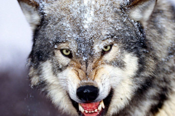 چگونه از خودمان در برابر حمله گرگ وحشی محافظت کنیم؟