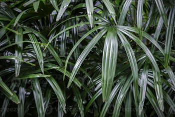 روش نگهداری از نخل راپیس lady palm و پرورش آن