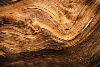 راهنمای شناخت چوب کیکم و کاربردهای آن