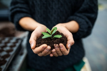معجزه استفاده از جوش شیرین برای گیاهان تان