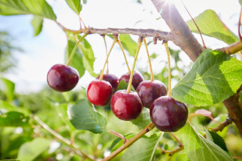 چه کودی برای رشد درخت گیلاس مناسب است؟