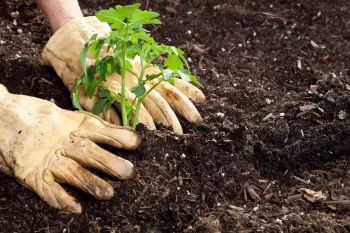 کاشت گوجه فرنگی گلخانه ای چگونه است؟