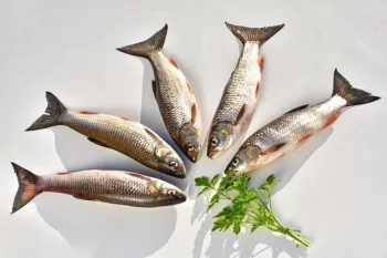 حکم شرعی خوردن ماهی زنده در اسلام