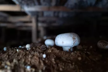 نحوه پرورش قارچ در خانه 