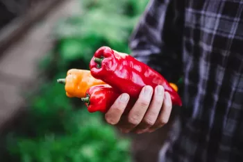 پاپریکا و فلفل قرمز چه تفاوت هایی با یکدیگر دارند ؟