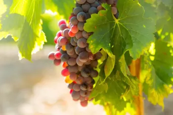 زمان طلایی برای سمپاشی درختان انگور