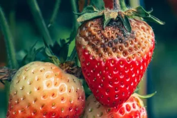 آفات مهم توت فرنگی و روش‌ های مبارزه با آن