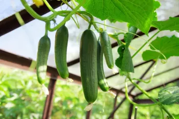 بهترین کود برای افزایش بار خیار