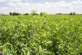بهترین کود یونجه برای رشد سریع