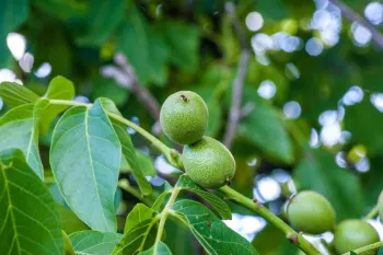 چه نوع کودی برای باردهی درخت گردو مناسب است ؟