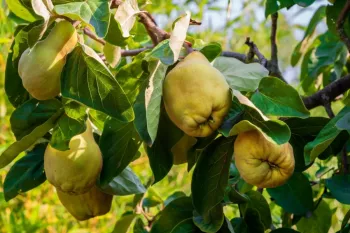 بهترین و قویترین کودها برای درخت به