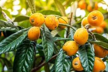 10 خاصیت بی نظیر ازگیل ژاپنی یا لوکوآت