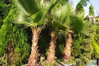 راهنمای کاشت درخت پالم و نگهداری از آن