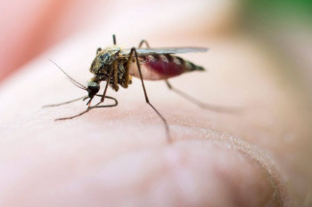 آیا نیش حشرات باعث انتقال بیماری ایدز می شود؟