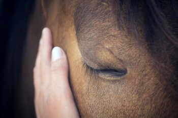معرفی ۱۱ بیماری پوستی اسب + داروی درمانی آن