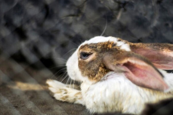علائم، تشخیص و درمان سریع اسهال در خرگوش