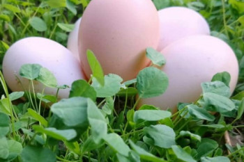تخم‌ مرغ‌ گیاهی‌ چیست ؟