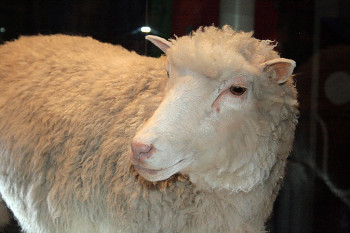 بردن گوسفندان به بانک برای ضمانت وام ازدواج در اهواز !