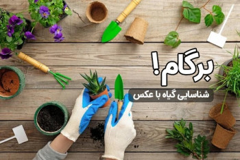 نگهداری از گیاهان آپارتمانی با برگام!