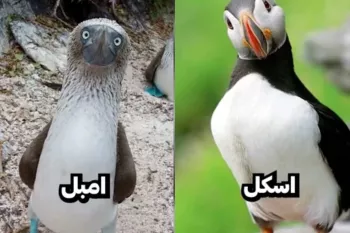 کدومتون اسکل ، شنقل و امبل و نمیشناختین !!
