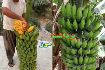 ویدیو / فکرشو میکردین برداشت موز اینجوری باشه ؟!