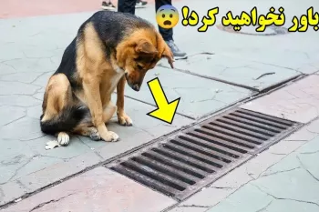 این سگ هر روز داخل این کانال فاضلاب نگاه می‌کرد، زمانی که آن را باز کردند معجزه‌ای عجیبی یافتند !