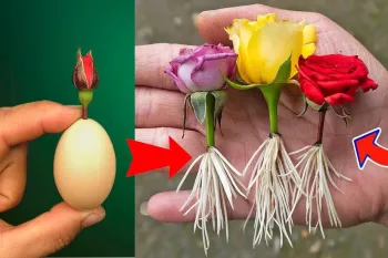پرورش گل رز با تخم مرغ در خانه !