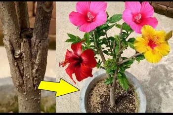 تکنیک پیوند برای به دست آوردن گل ختمی چند رنگ در یک گیاه