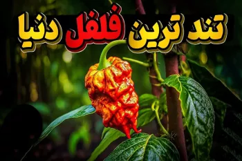 تندترین فلفل دنیا مال کدوم کشوره ؟