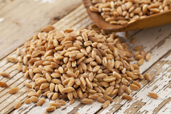 فارو (دانه گندم سنتی) چیست و چه خواصی دارد ؟