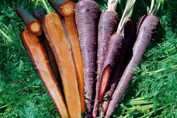 هویج سیاه چیست و چه خواصی دارد ؟