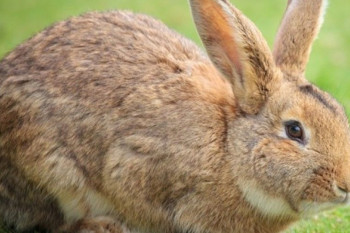 نگهداری خرگوش : علائم دقیق و راههای تشخیص بارداری خرگوش