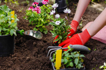 تفاوت خاک باغچه و خاک گلدان چیست ؟ هر کدام چه خصوصیاتی دارند ؟
